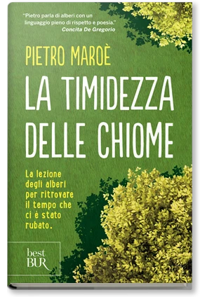 La timidezza delle chiome